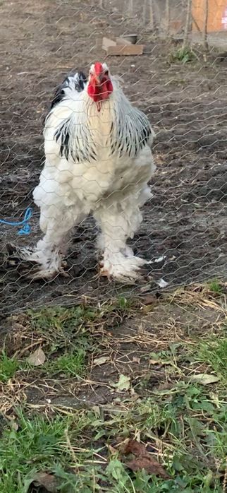 SUPER cocoși brahma !