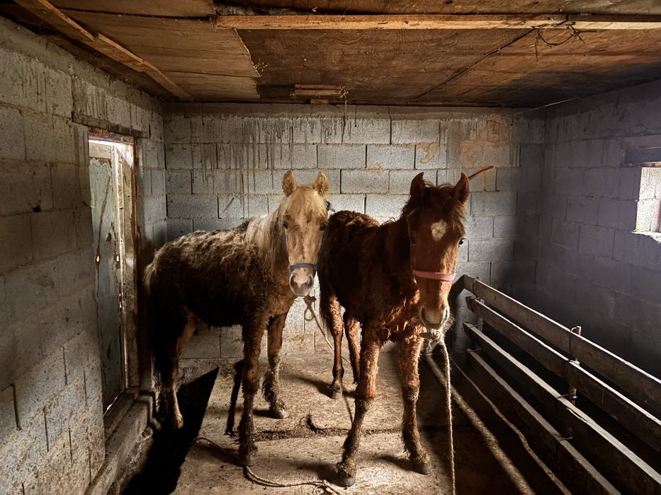 Тайлар сатылады