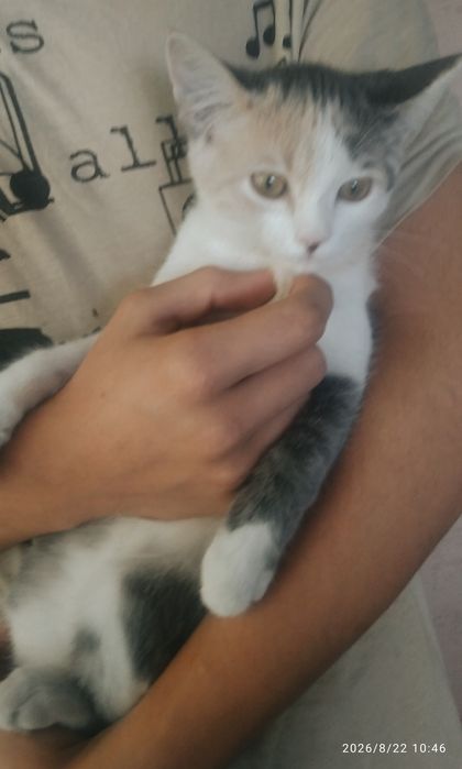 Котенок трехцветка