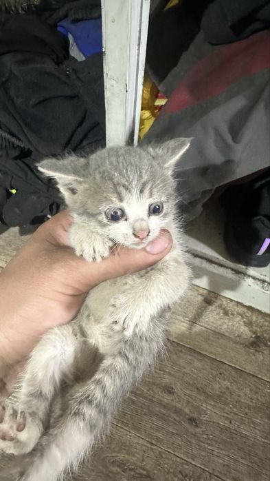 Котята бесплатно 2 месяца раздаю