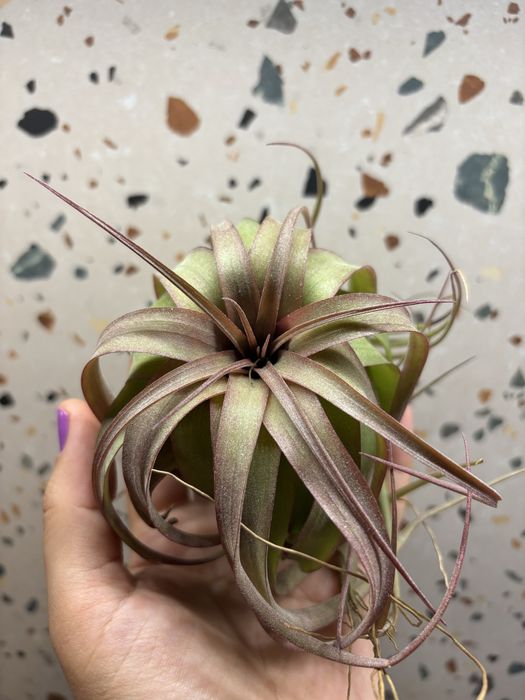 Plante aeriene de vanzare