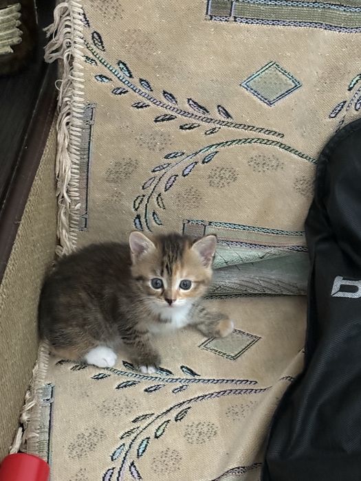 Британские короткошерстные котята