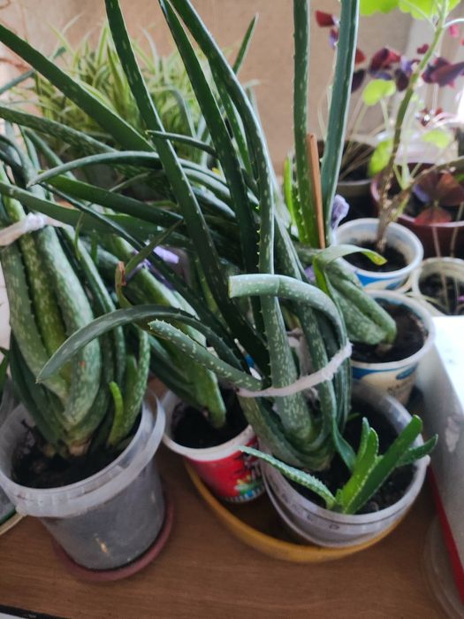 Продам 3-х годичное алое