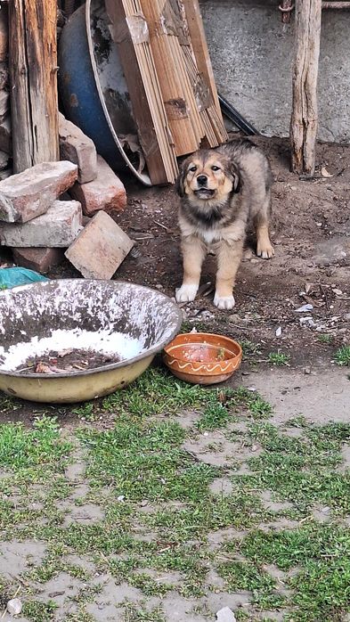 Donez cățeluși drăguți