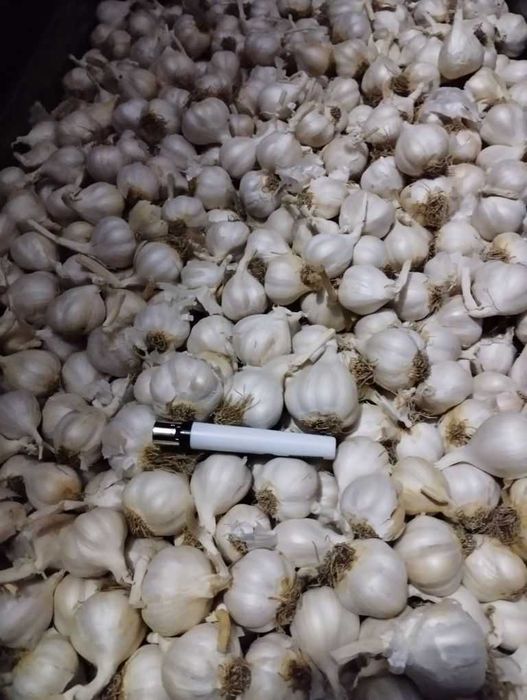 Usturoi românesc de primăvară