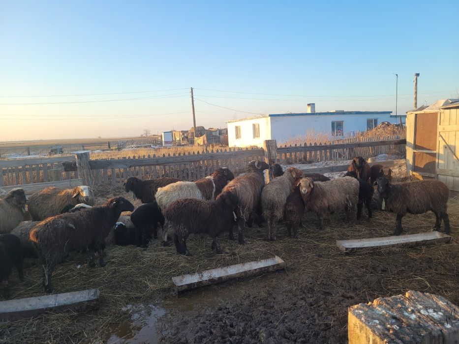 Козылы койлар сатам 21 бас