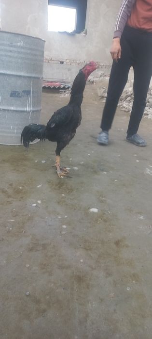 Дакан хороз ва макйони сотилади