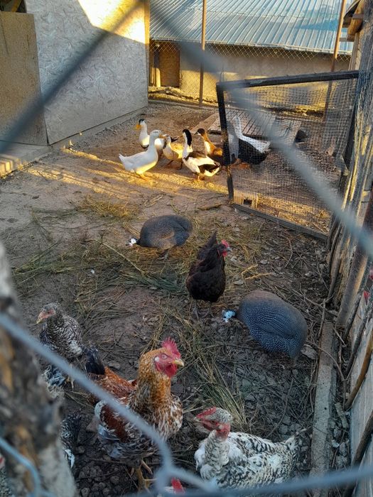 Bibilici care fac oua