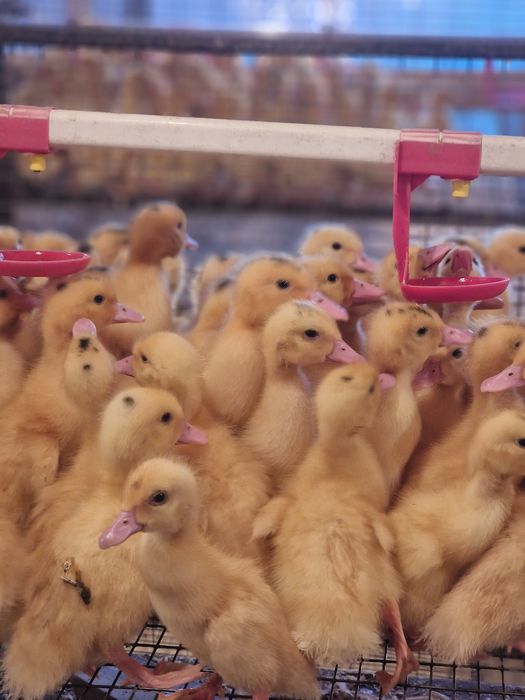 Муларды.   Утята