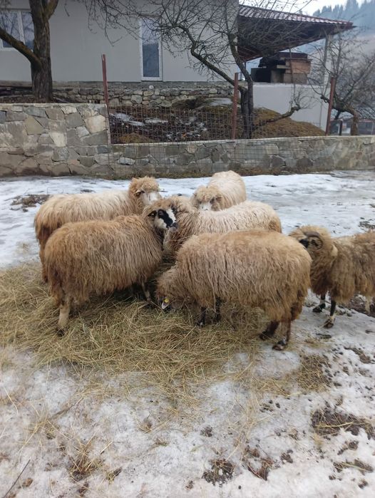 Oi tinere de vînzare