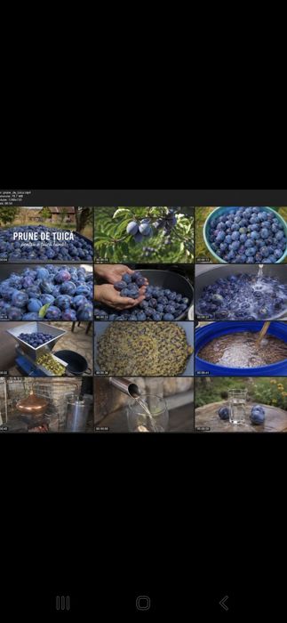 Vindem prune în cantități mari și mici cu transport inclus preț real de producător românești copți și dulci!