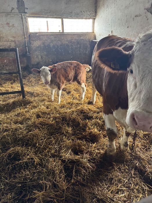 Vand vaca cu vitica baltata romaneasca