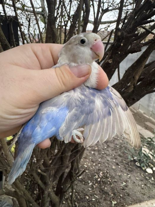 Vând femela agapornis