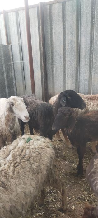 Продам Баран жирные находится в талгаре