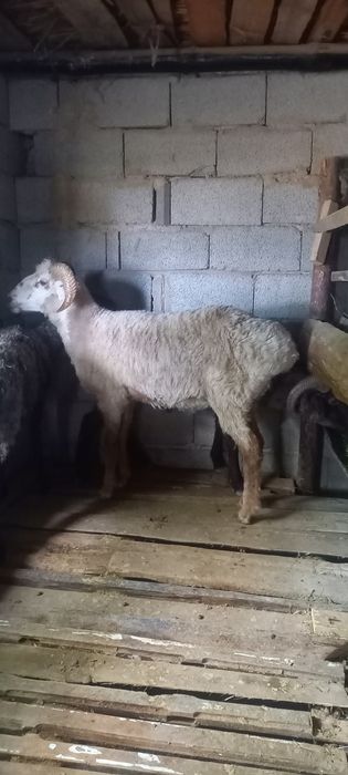 Семіз қошқар сатылады ауырмаган