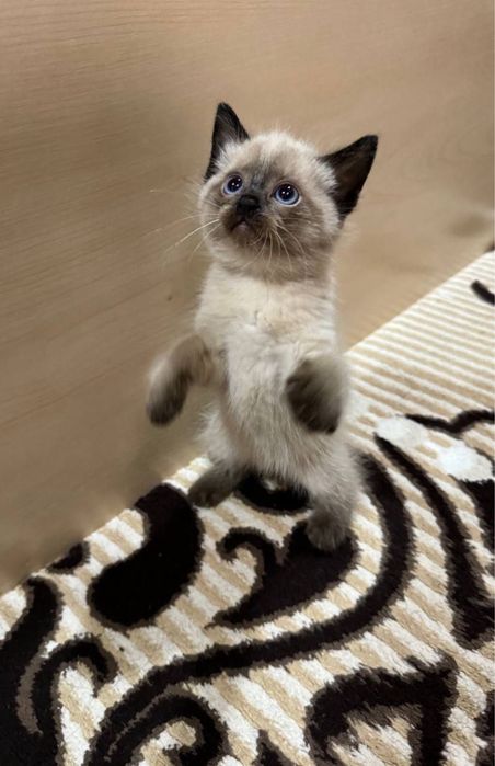 Сиамский котёнок