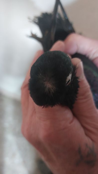 Голуб черный носочубый самец кептер