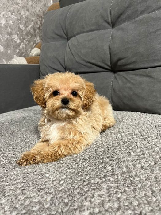 Замечательные детки Мальтипу