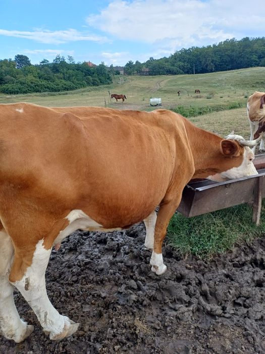 Vaca de vânzare cu vițel de 5 luni