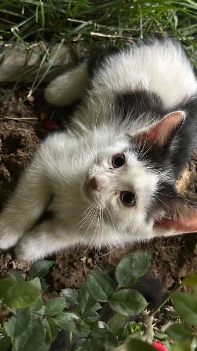 Котята. Mushukchalar