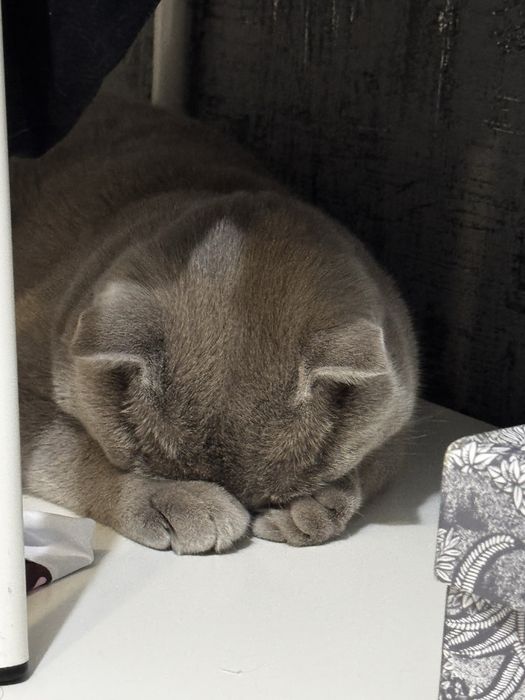 Ищу кошку для вязки с котом