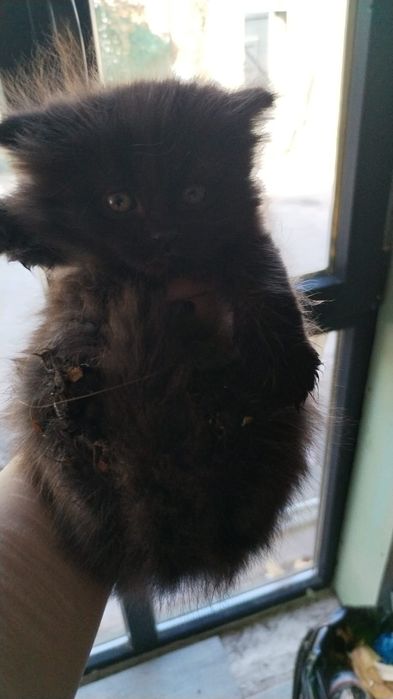 Животные,кошки,красавцы