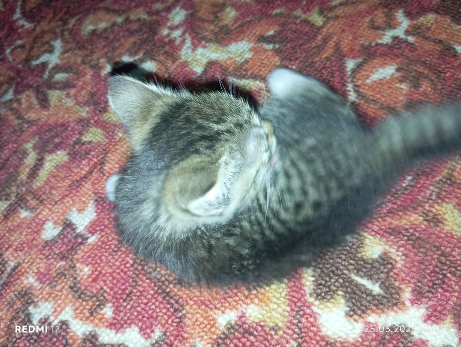 Отдам даром кошечку