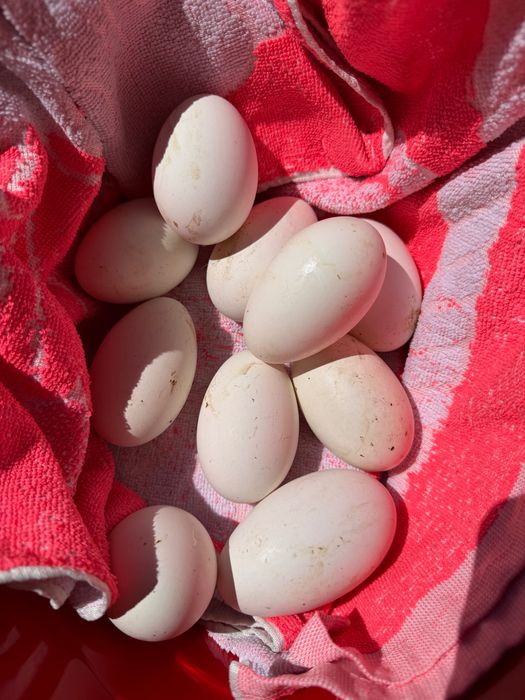 Vând ouă de gâscă bio, preț negociabil