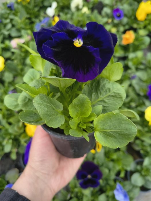 Теменужки едроцветни