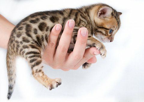 Бенгальские котята