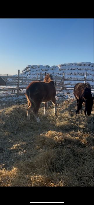 Продам жабагы (жеребчики)