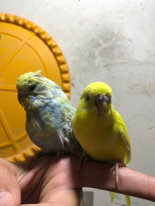 Папугае сотилади маладое