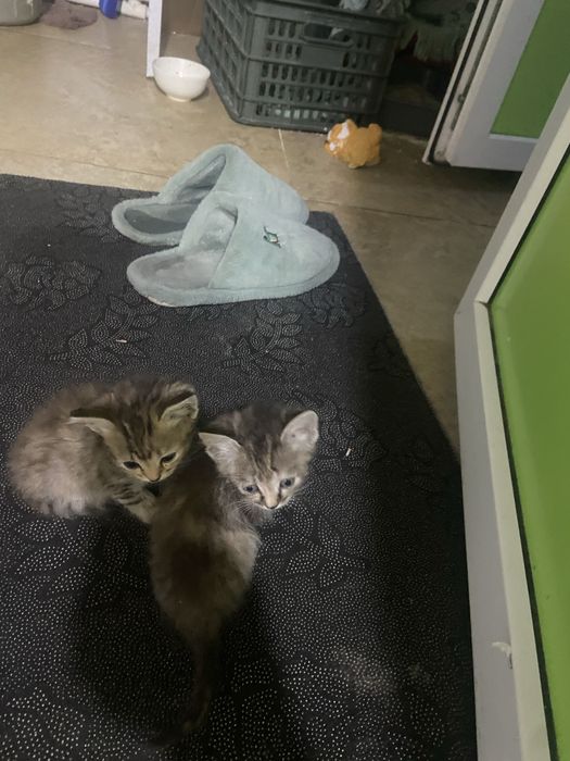 Котята домашние ищут добрых хозяев