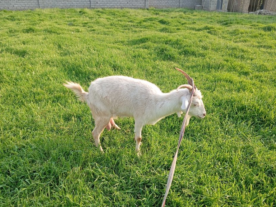 Ona bola echki sotiladi