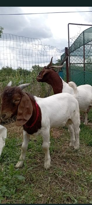 Vând țap Boer original