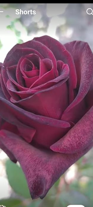 Кафолатлик Асартимент Атиргул Кучатлари