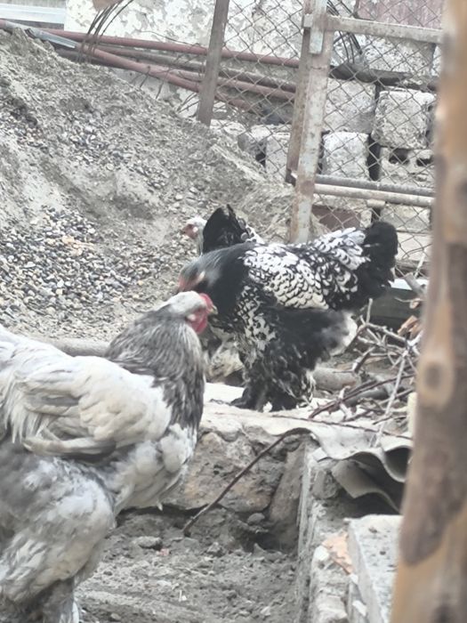 Брама тувук ва хурозлар