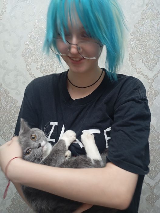 Ищем кота британского для вязки