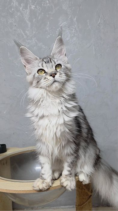 Мейн-куны- котята