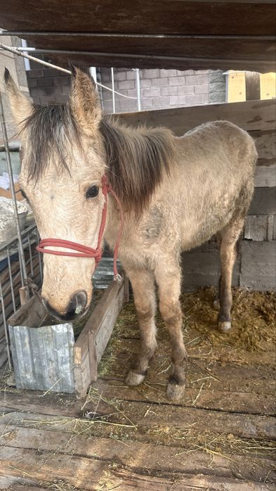 Тай сатылады 9 айлық