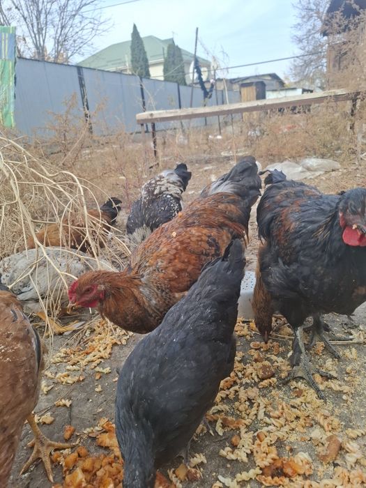 Продам домашных курей