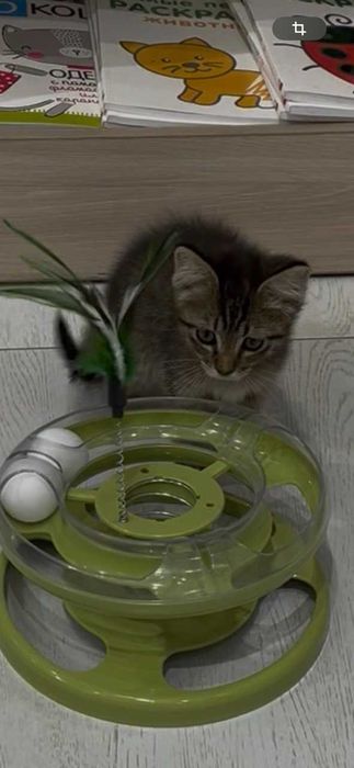 Котёнок Мурчик ищет семью!