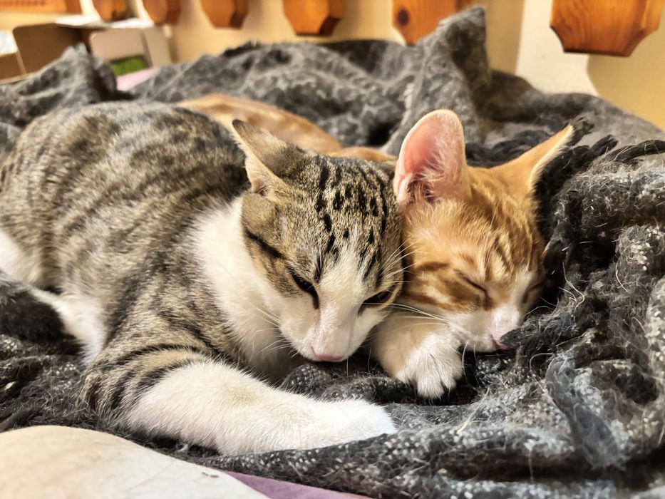 Котета търсят дом