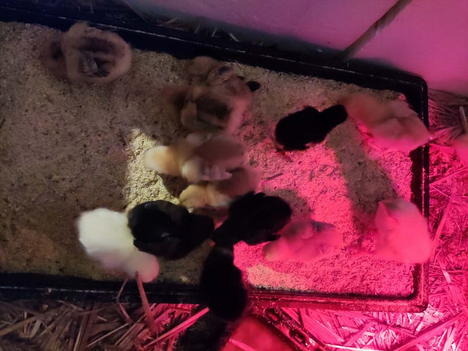 Vand pui astralop  si rasa mixta de o saptamana