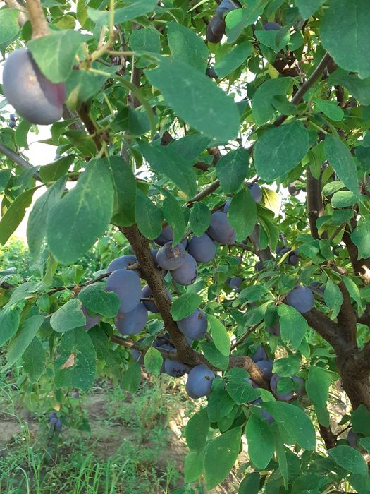 Prune direct din livada