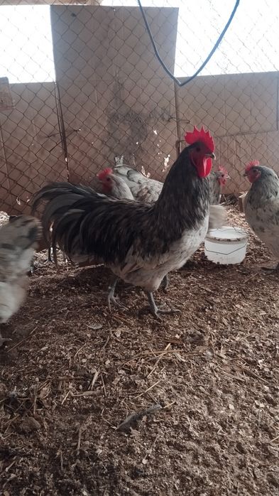 Австралорп сплеш