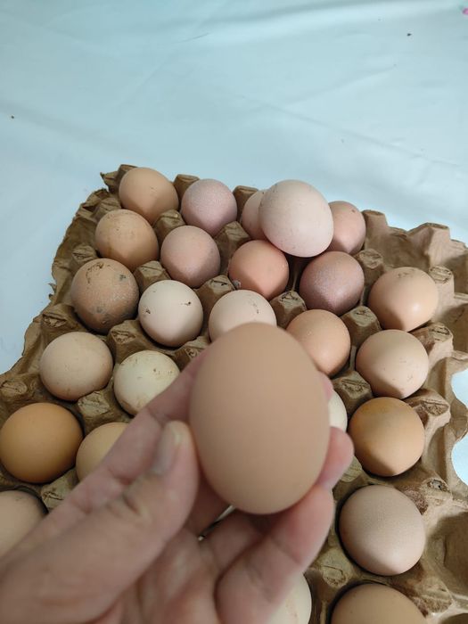 Кучинский яйцо продается