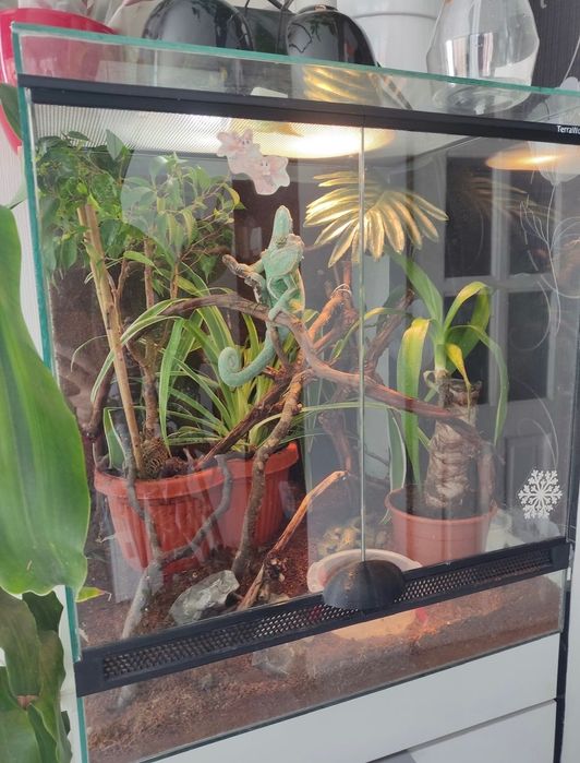 Terrariu pentru soparle