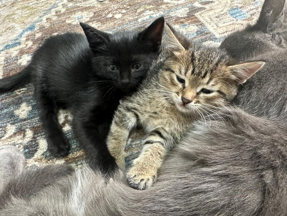 Отдам в добрые руки котяток