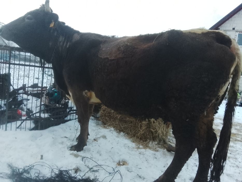 Vnd vaca bruna gestante an 8 luni SI jumătate SI vine cu al 4 vițel ai